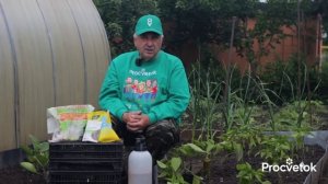 ДАЖЕ САМЫЕ СЛАБЫЕ ПЕРЦЫ И БАКЛАЖАНЫ КРЕПНУТ, ЗЕЛЕНЕЮТ И ДРУЖНО ПЛОДОНОСЯТ, если сделать так в июне!