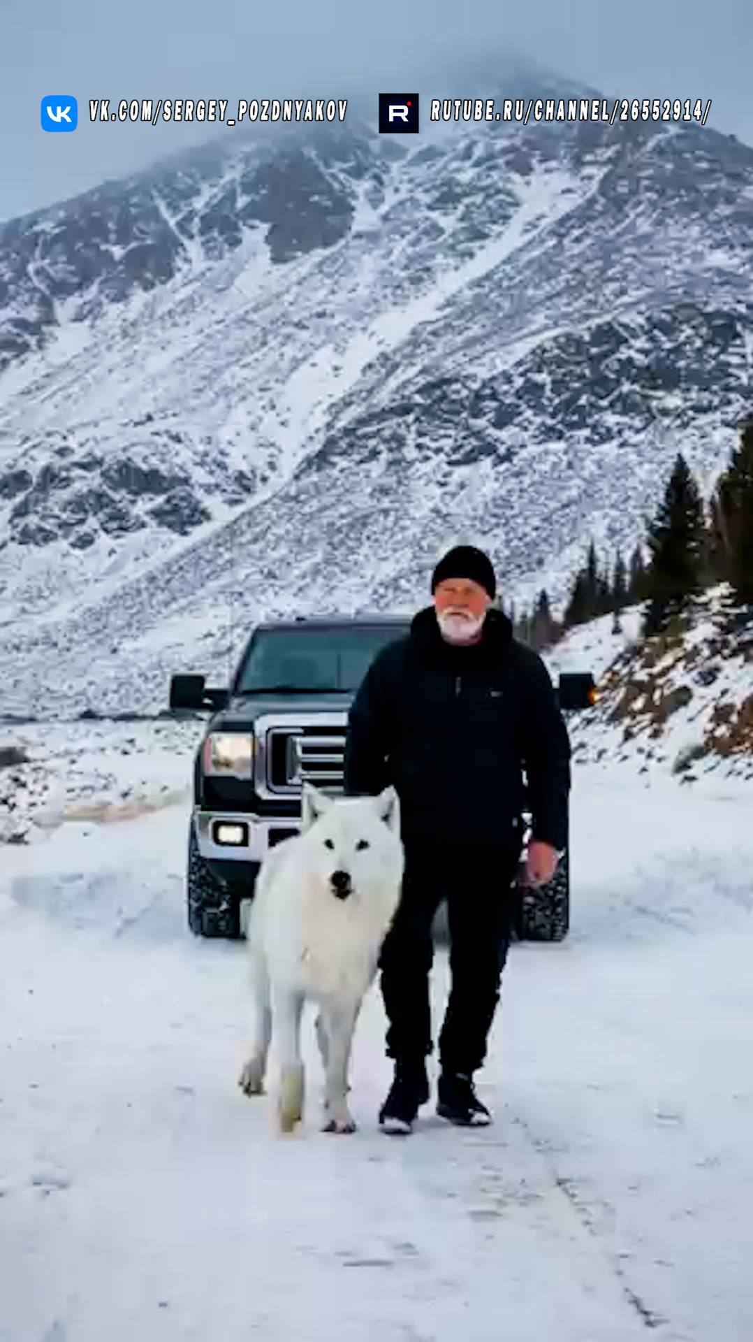 Мать Снежная волчица спасает своего детеныша с помощью человека смотреть онлайн