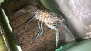 Мраморный рак испугался