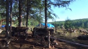 Таежный подвид