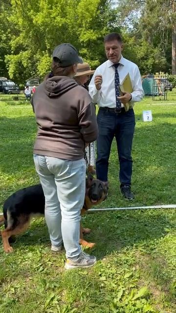 БЕБИ СУКИ / КЧК ТОЛЬЯТТИ 14 июня`25 Е.Пудеев Моно немецких овчарок