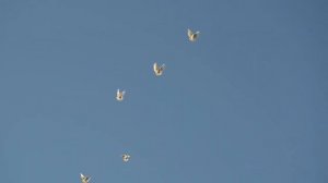 БК Торцовые голуби Регулярного В И декабрь 2019