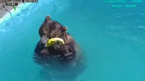Тёплые будни медведя Мансура в бассейне 🐻 🏊