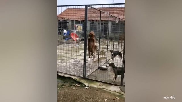 Забавные Животные, Которые Будут Заставлять Вас СМЕЯТЬСЯ Весь День смотреть онлайн