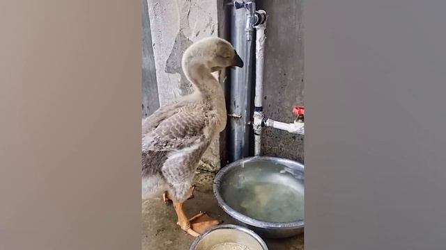 Невероятные Моменты С Животными, Снятые На Камеру, Заставят Вас Смеяться И Забыть О Стрессе смотреть онлайн