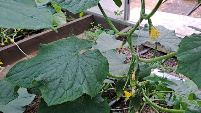 Огурцы которые стоит сажать! Отзыв...иии .. как и чем подкормить по листу. 28. 06. 2025 г. смотреть онлайн