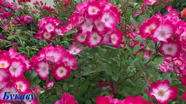 Букаву роза 28.06.2025 г