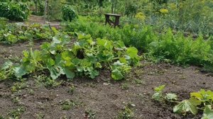 28 июня Нападение клещей на огурцы и дыни