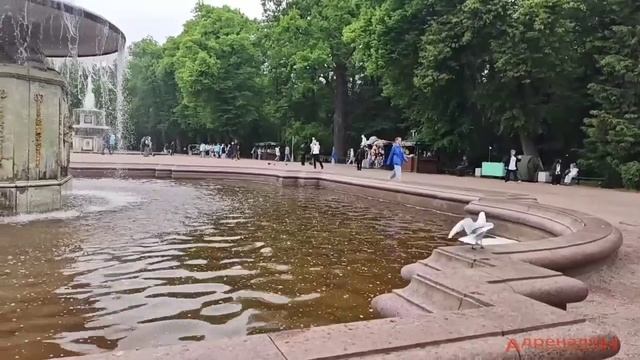 Чайки Петергофа