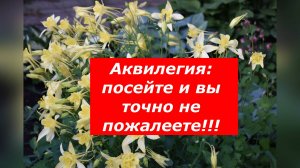 Аквилегия- где и как выращивать этот замечательный цветок