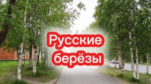 Песня про  РУССКИЕ БЕРЁЗЫ