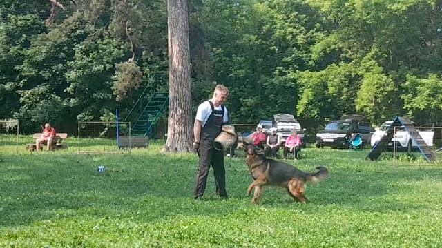 3 Отл. Фэмили Брэнд ШИКО +++ №13. КЧК ТОЛЬЯТТИ 14 июня`25 Е.Пудеев Моно н/о