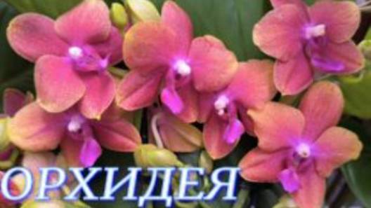№1094/ ОБЗОР орхидей в маг. ОРХИДЕЯ. СОРТОВЫЕ орхидеи на УЦЕНКЕ смотреть онлайн