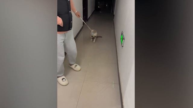 Забавное Животное, Которое Заставит Вас Безудержно Смеяться смотреть онлайн