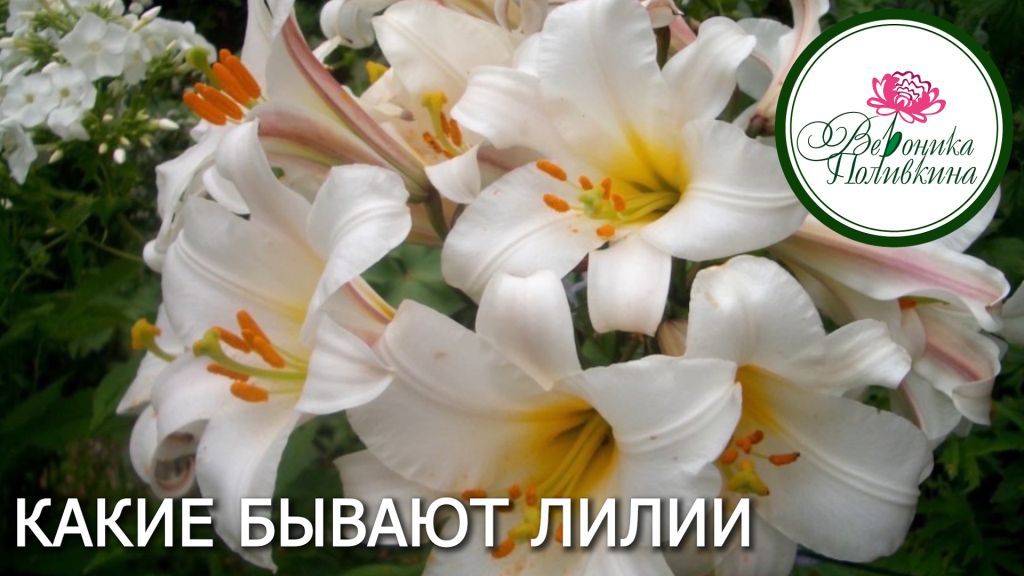 ВИДЫ ЛИЛИЙ смотреть онлайн