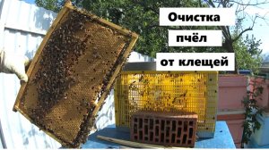 Полная очистка пчёл от клещей.