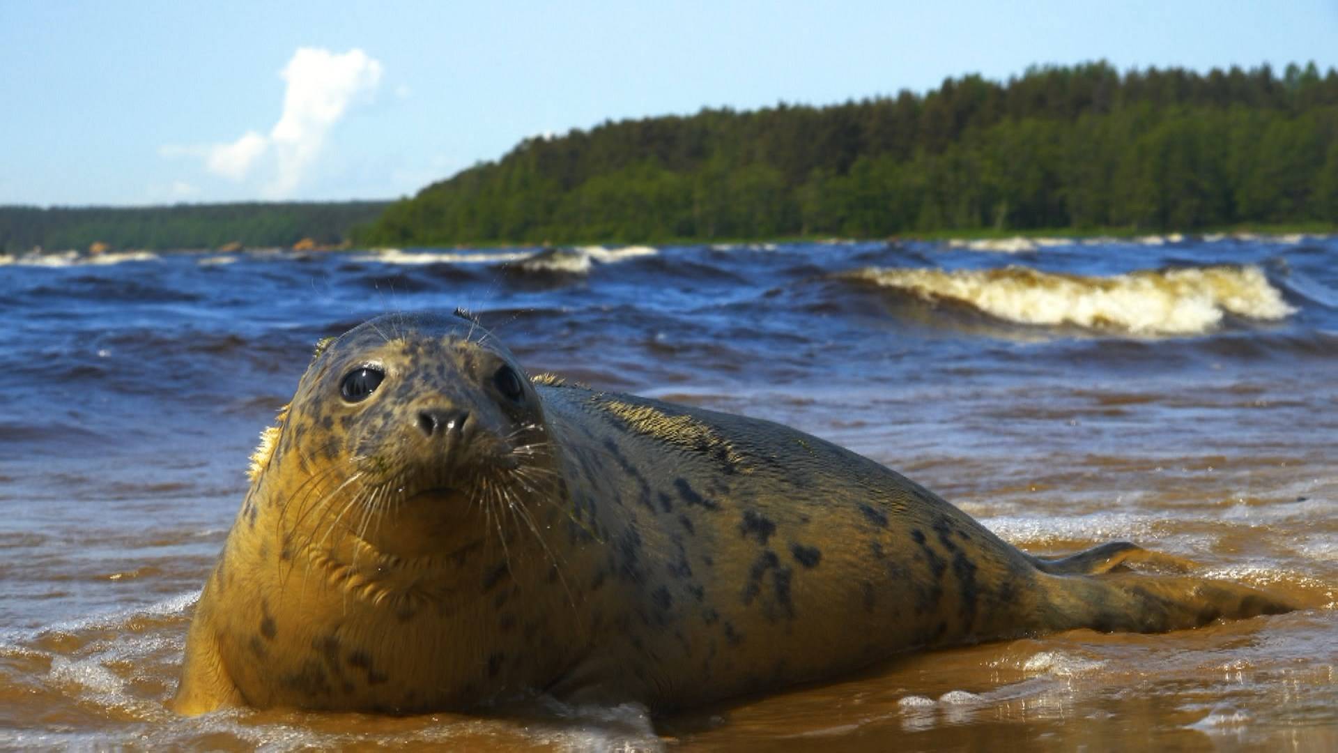 Дикие выходные с Павлом Глазковым. 28 июня