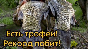 ТРОФЕЙ ВЗЯТ! РЕКОРД ПОБИТ! Были ТРИПЛЕТЫ #рыбалка #карп #карась #сазан #флэтфидер #флэт #макушатник.
