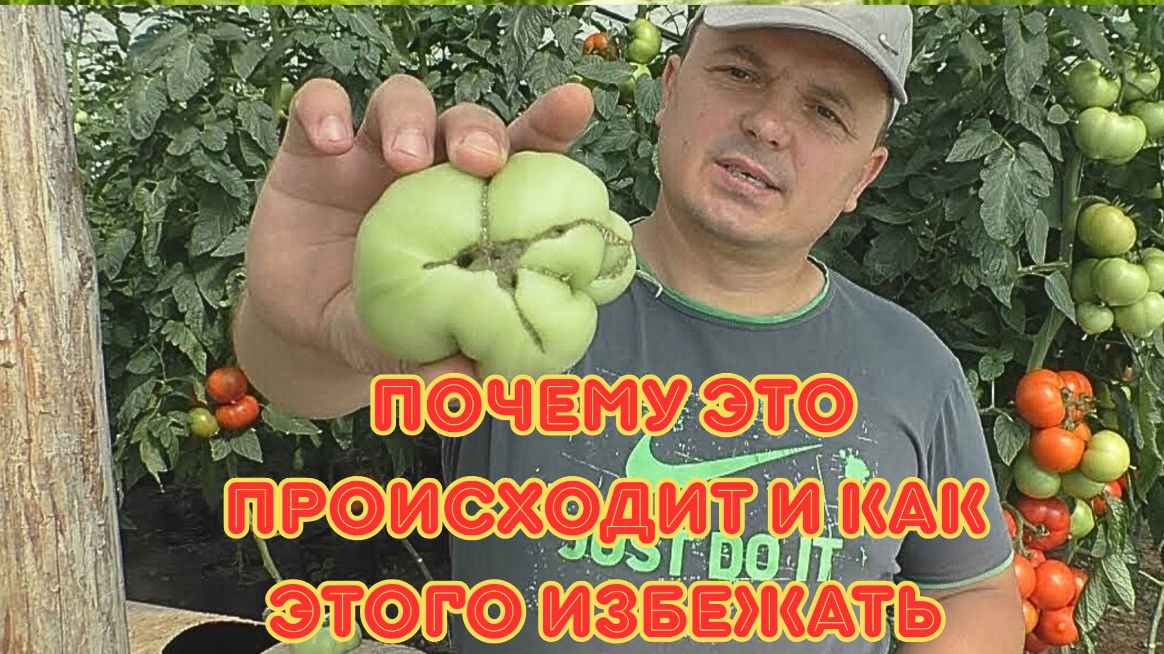 Кривые помидоры? Раскрываем главные причины смотреть онлайн