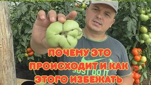 Кривые помидоры? Раскрываем главные причины