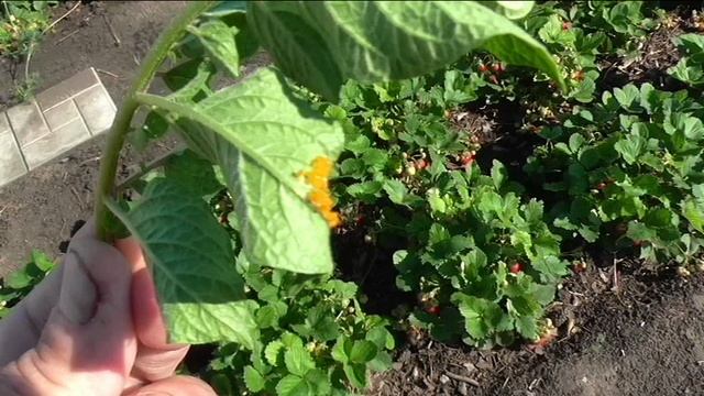 Яйцеклад колорадского жука