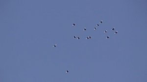 Курские голуби 20 июня 2025 г.