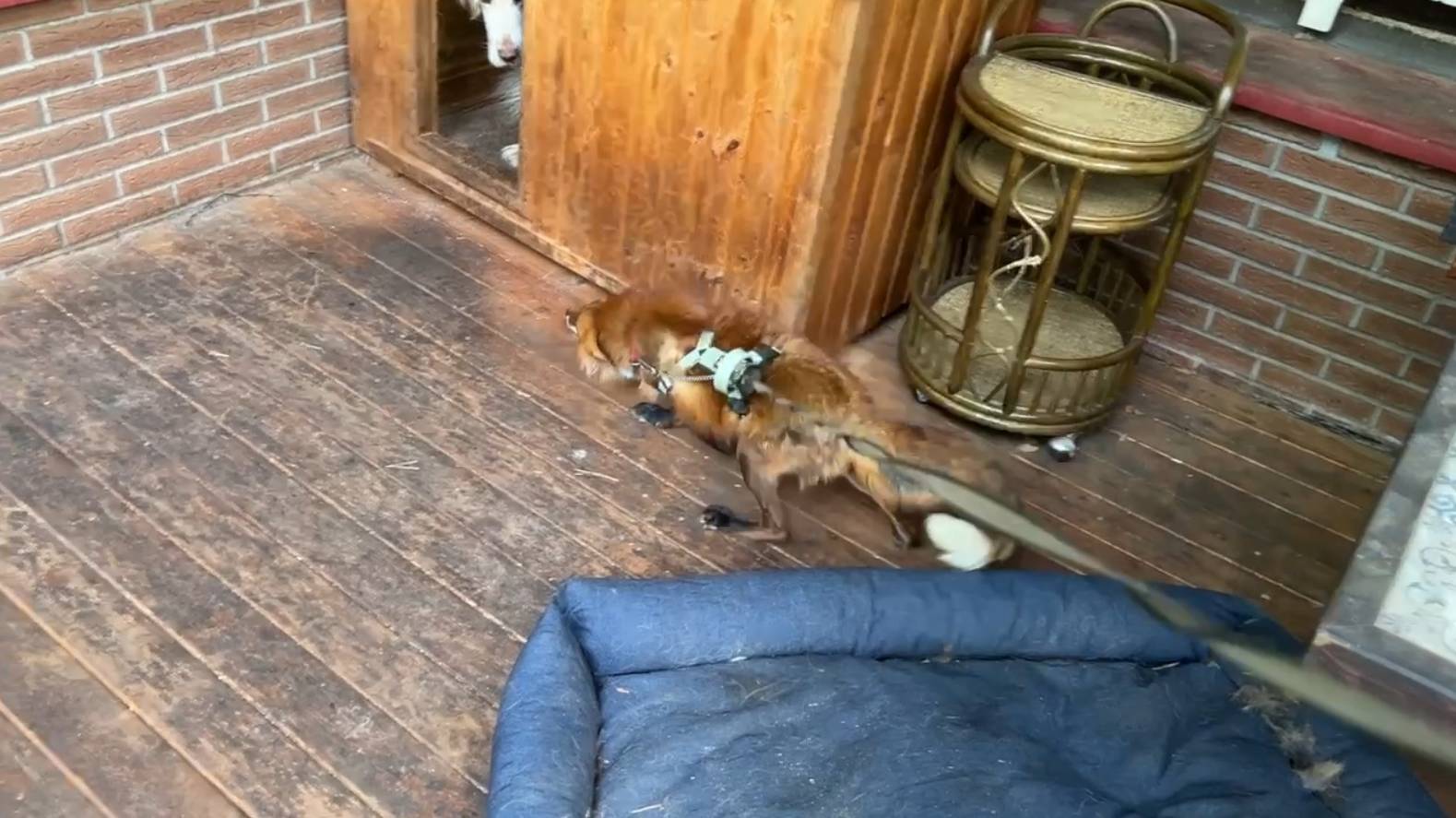 Лиса-Алиса. Лис Игнис пришел в гости к Белому смотреть онлайн