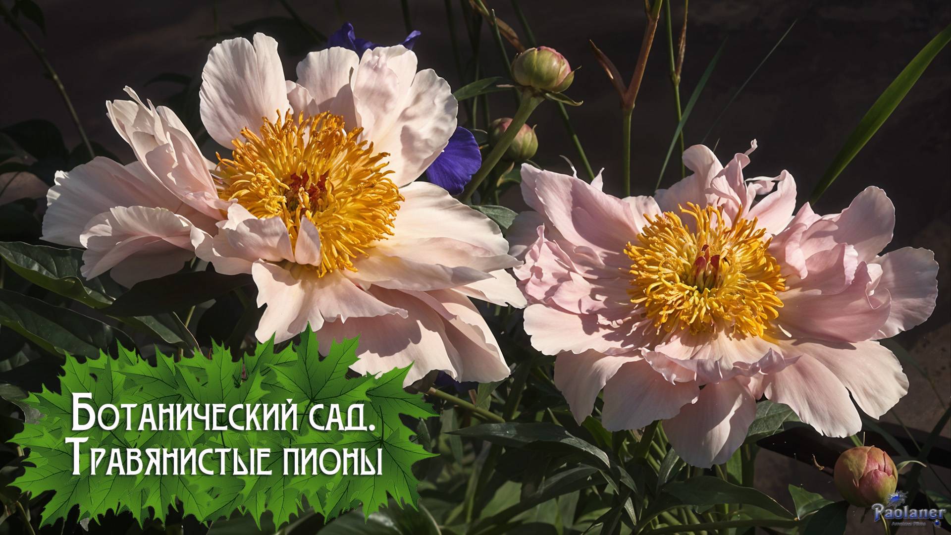 Ботанический сад. Травянистые пионы (2025) смотреть онлайн