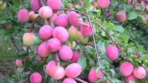 МОЙ НОВЫЙ ВИДЕОКУРС - "НА ЧЁМ ОНИ ПЛОДОНОСЯТ?"