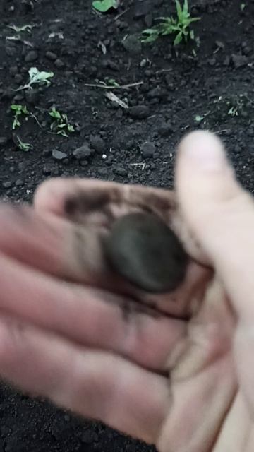 НАШЕЛ СТАРИННУЮ МОНЕТУ В СТАРИННОЙ ДЕРЕВНЕ смотреть онлайн