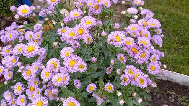 Дела садовые🌱🌱🌱🌱😊 смотреть онлайн