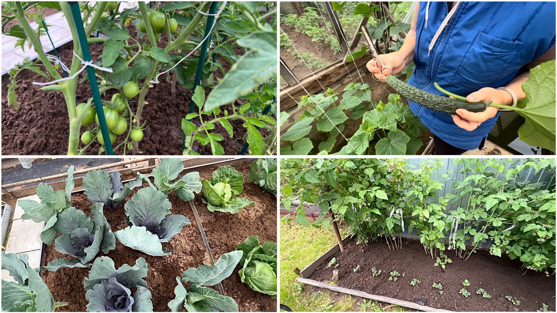 28 июня. Первый огурец. Помидоры открытого грунта. Клубника. Капуста смотреть онлайн