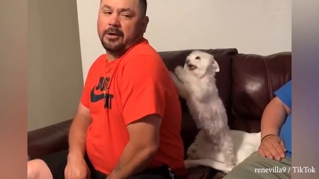 Самые смешные видео с животными Заставят Вас улыбаться! смотреть онлайн