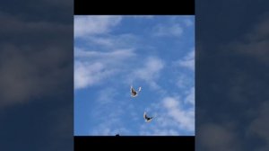 Торцовые голуби Регулярного В И 28.06.2025