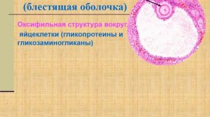 Эмбриология. 1. Прогенез. Начальный период, оплодотворение