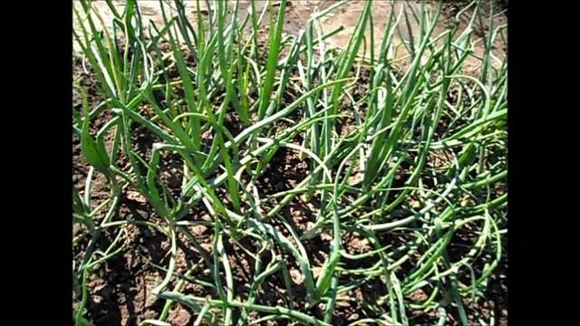 Вредитель луковый скрытнохоботник