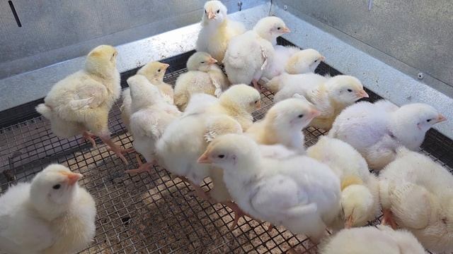 РАЗЫГРЫВАЕМ 10 ПРИЗОВ ДЛЯ ПТИЦЕВОДОВ! УЧАСТВУЙ И ВЫИГРЫВАЙ!!! КОРМИКС НАТУРИНА!!! 28.06.2025 ГОД. смотреть онлайн