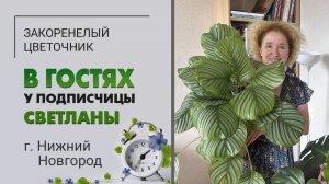 В гостях у Светланы. Нижний Новгород. Шикарная калатея, любимая монстера, пудель и абиссинская кошка