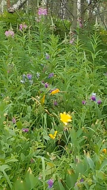 По дороге с разнотравьем! смотреть онлайн