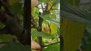 Моя первая черешня 🍒