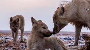 Королевство белого волка 1 серия «Поиск» | NAT Geo
