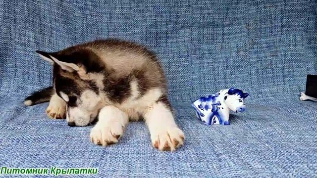 Предлагаем мальчика щенка хаски, черно-белого, родился 8 мая 2025 года