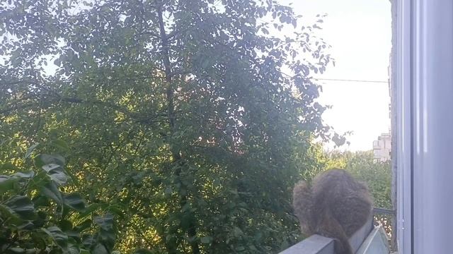 Прекрасное утро.Небольшая закупка продуктов. смотреть онлайн