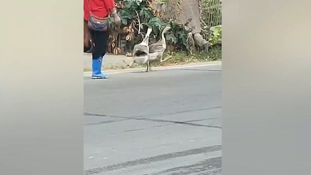 Самые НЕВЕРОЯТНЫЕ Моменты С Животными Когда-Либо Снятые Камерой смотреть онлайн