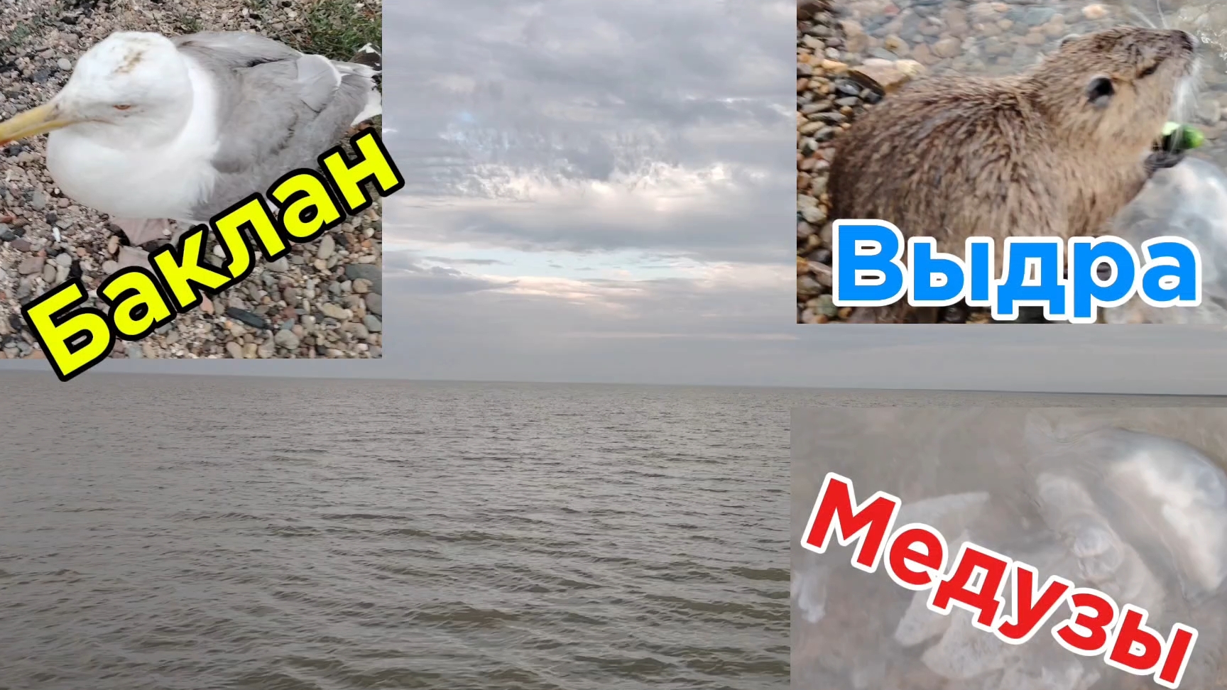 Ейск ! Купеческий дом у залива с разными делами, лиман, баклан, выдра и всё остальное ! 28-06-2025 смотреть онлайн