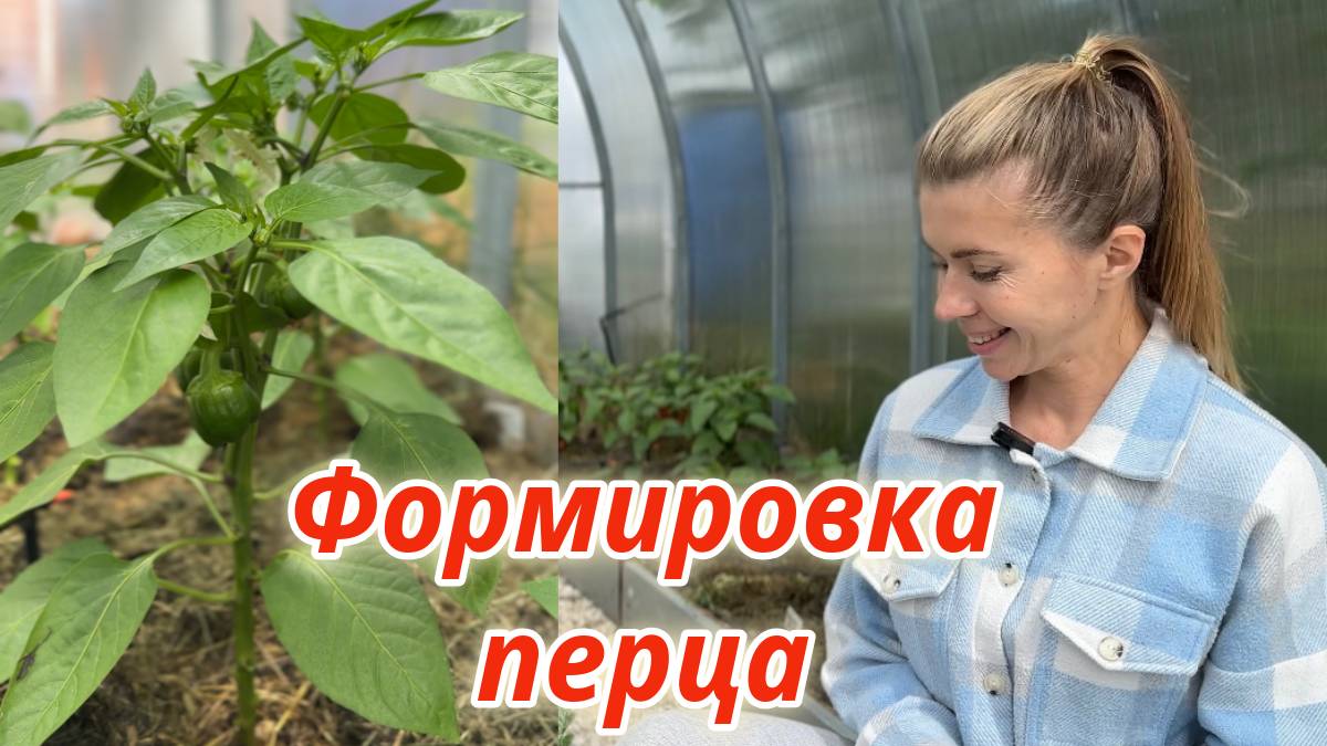 Как формировать перец для обильного урожая смотреть онлайн