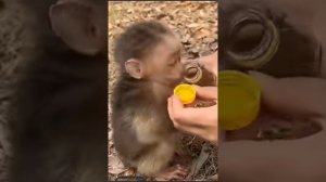Прогулка  в парке. Завтрак на траве . Baby monkey ...   000016165.mp4