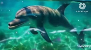 ОТЛИЧНЫЙ РЕЛАКС. МОРЕ И ДЕЛЬФИНЫ.