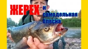 Ловим жереха на самодельные блесны.