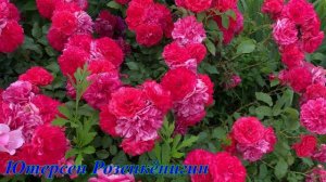 Ютерсен Розенкёнигин 28